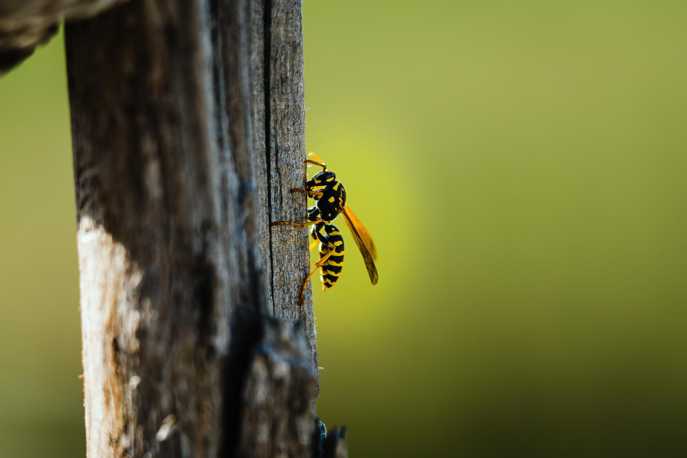 ¿Cómo prevenir las picaduras de insecto en verano?